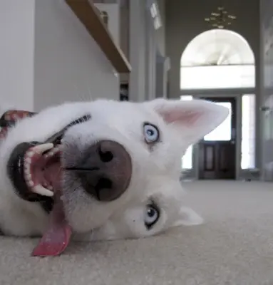Husky meme template