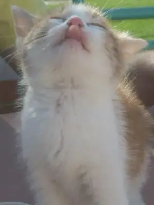 Mmm! Pussy So Good Make U Wanna Sang meme template