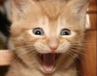 HAPPY CAT meme template
