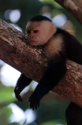 Fuck-It Monkey meme template