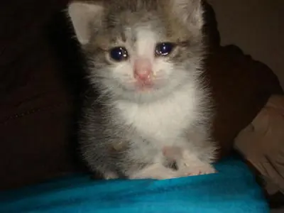 crying-cat meme template