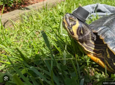 WELCOME 
TO MY GRASS - FOR DISTINGUISHED TURTLES meme template