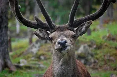 Confused Deer meme template
