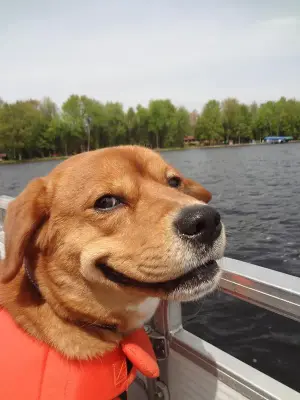 Scheming Dog meme template