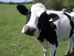 cow meme template