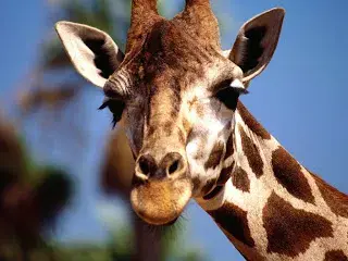 Giraffe meme template