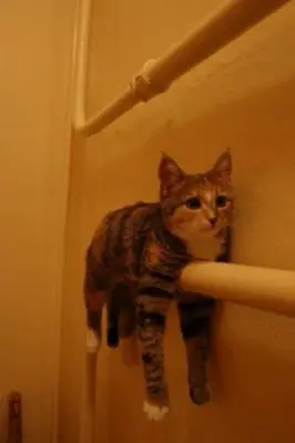 cat meme template