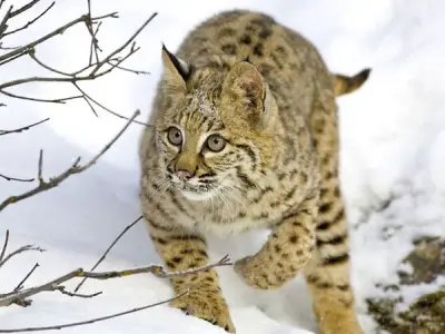 Bobcat meme template