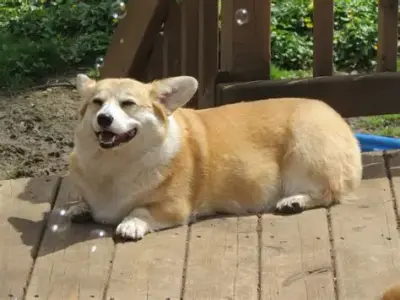 HI THIS IS CAILA ZINQUINNI meme template