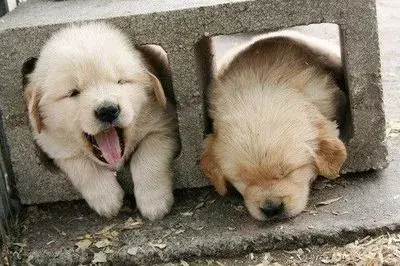 puppy meme template