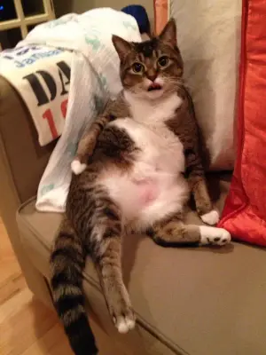 Chillaxin meme template