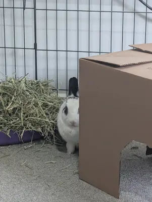 Bun meme template