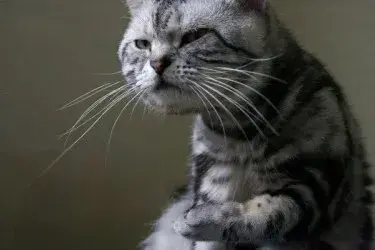 Cat questioning meme template