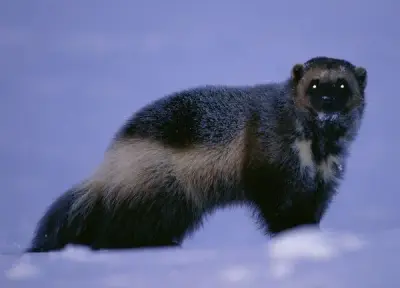 Wolverines meme template