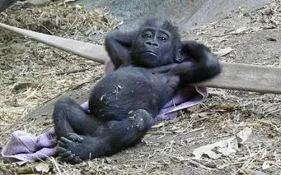 relax meme template