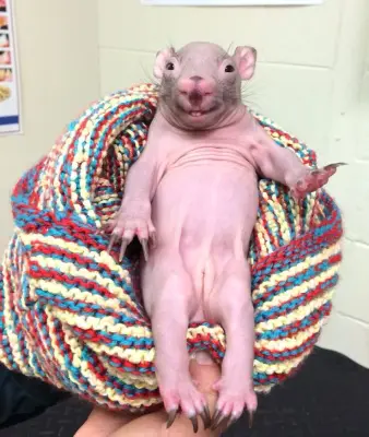 Rat meme template