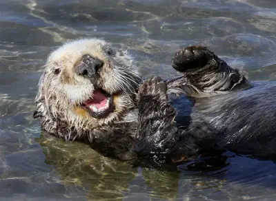 Otter meme template