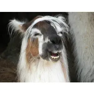 Llama meme template