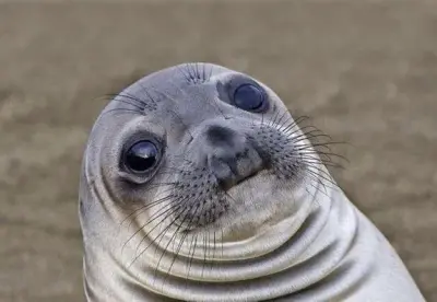 Awkward Moment Seal meme template