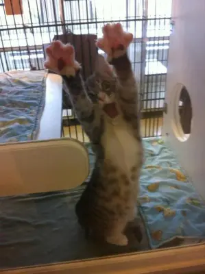 Crazy Cat meme template