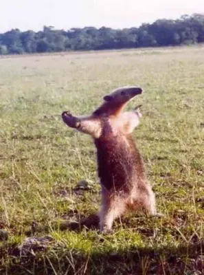 Junge ameisenbär meme template