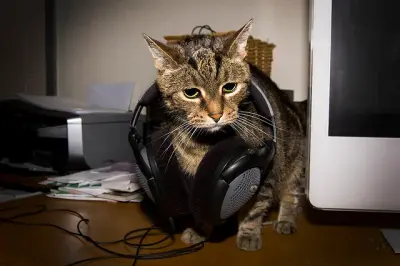 Oppressed VFX Cat meme template