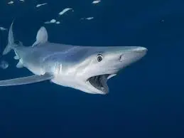 surprised shark! meme template
