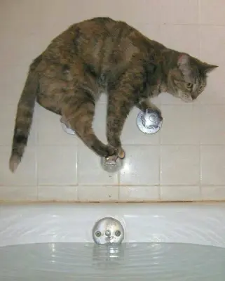 Cat meme template