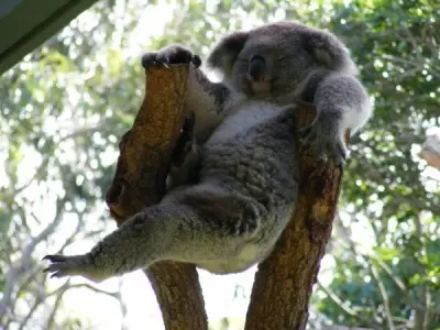 Always Lazy Koala meme template