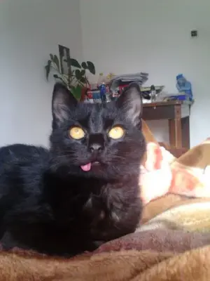mycat meme template