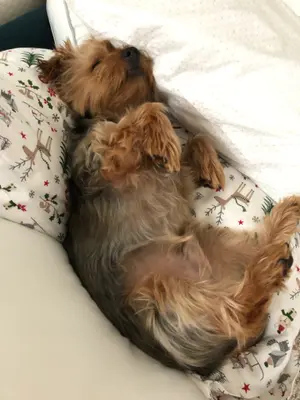 SLEEPING PEACEFULLY DURING A SEV2 meme template