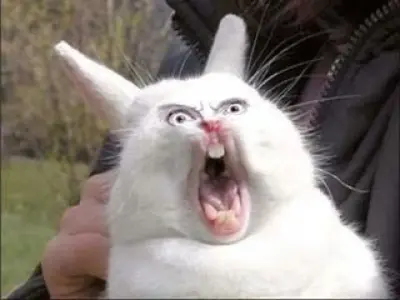 surprised rabbit meme template