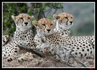 Coalition Of Cheetahs meme template
