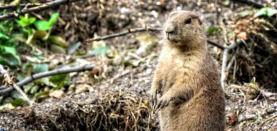WHEN YOU DONT KNOW IF YOU SHOULD DO SOMETHING - JUST GOPHER IT meme template