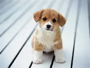 puppy meme template