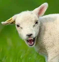 Angry March Lamb meme template