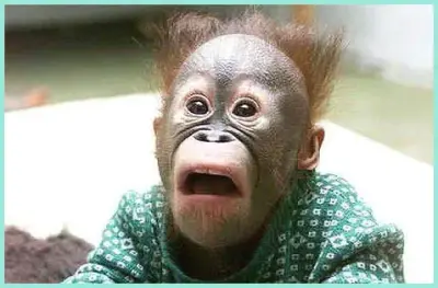 Ape in shock meme template