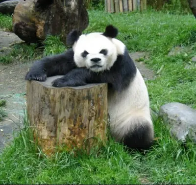 Grumpy Panda meme template