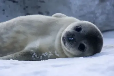 Baby Seal meme template