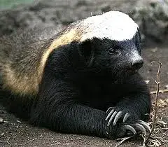 Honey Badger meme template