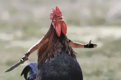 killer chicken meme template