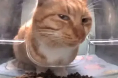 IS THAT AN ASIAN meme template