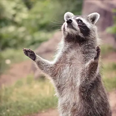Racoon meme template