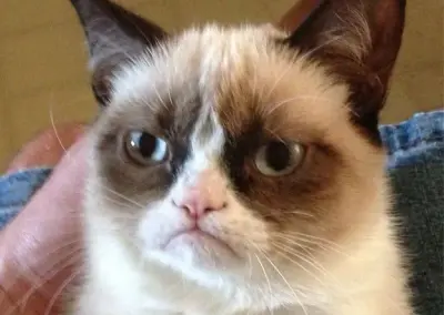 Gato no meme template