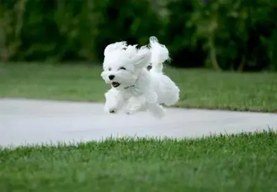 Super Dog meme template