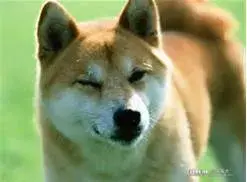 DOGE meme template