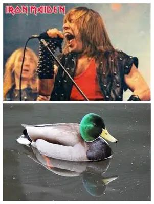 FEAR OF THE DUCK! meme template