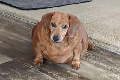 WEENY DOG meme template
