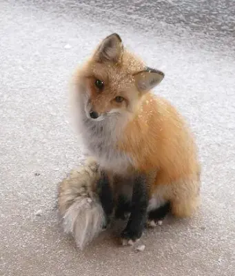Cute fox meme template