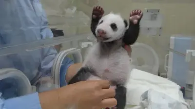 Wee! meme template